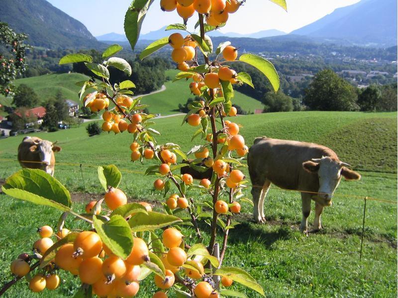 Landhaus Fellnerbauer Bad Reichenhall Exteriér fotografie